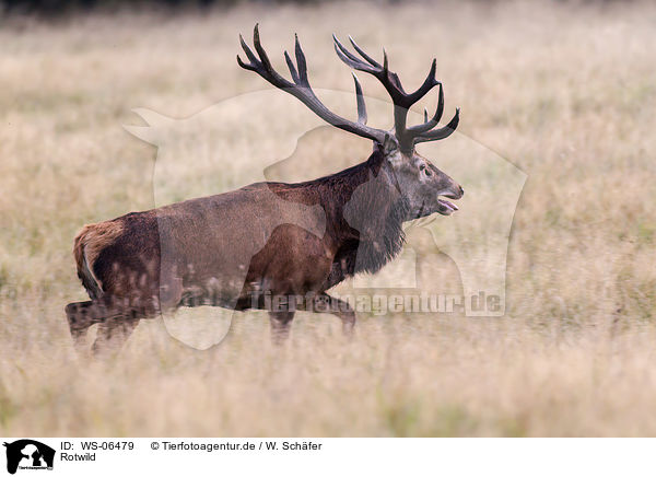 Rotwild / red deer / WS-06479