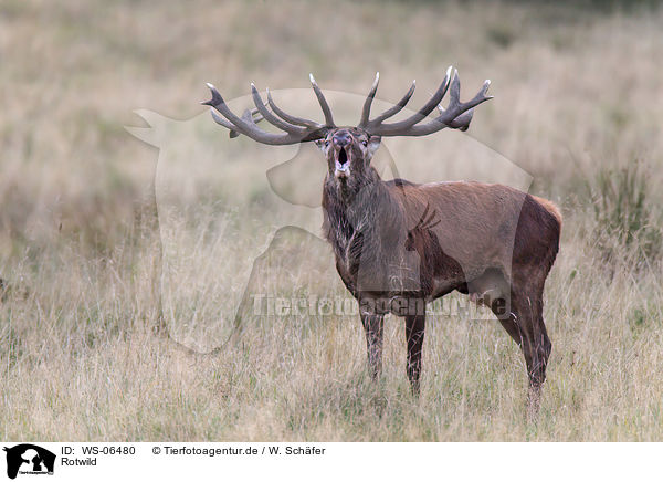 Rotwild / red deer / WS-06480
