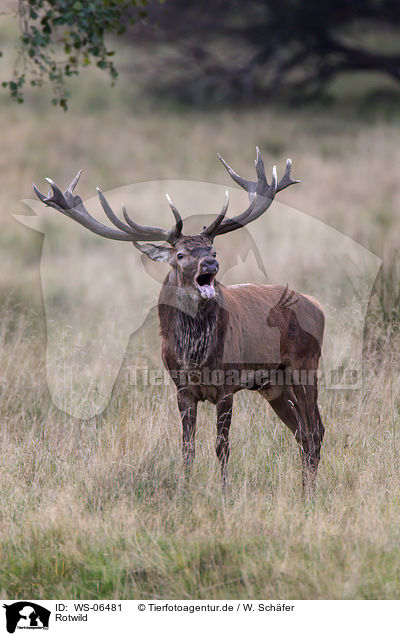Rotwild / red deer / WS-06481