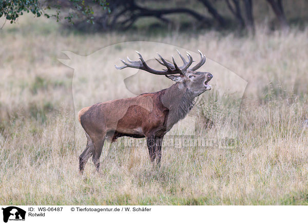 Rotwild / red deer / WS-06487