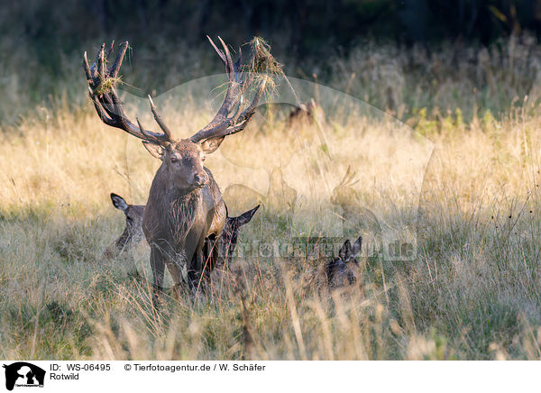 Rotwild / red deer / WS-06495
