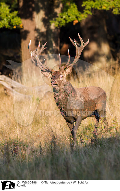 Rotwild / red deer / WS-06498