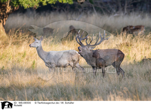 Rotwild / red deer / WS-06500