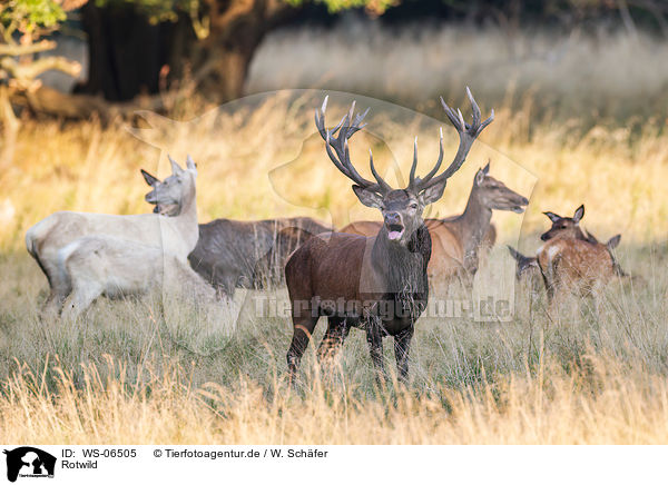 Rotwild / red deer / WS-06505