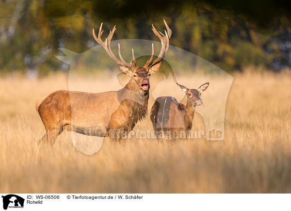 Rotwild / red deer / WS-06506