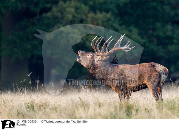 Rotwild / red deer / WS-06539