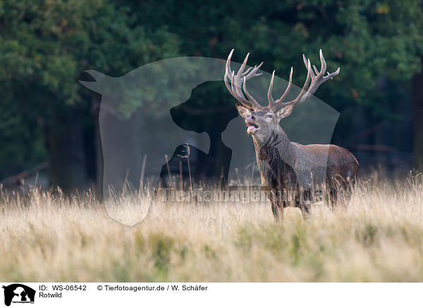 Rotwild / red deer / WS-06542