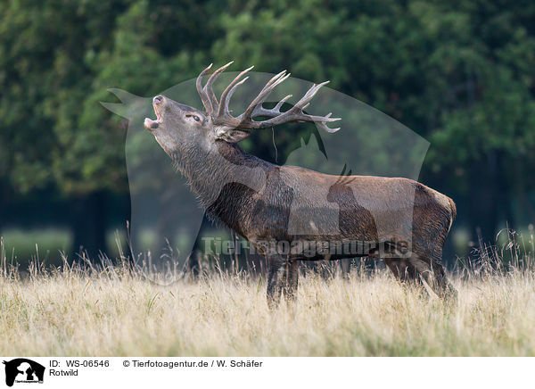 Rotwild / red deer / WS-06546