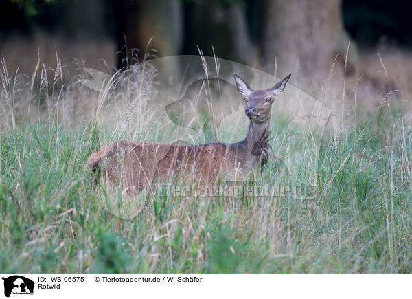Rotwild / red deer / WS-06575