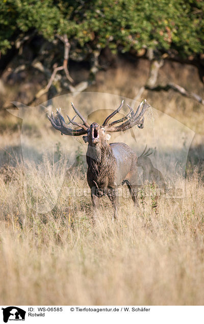 Rotwild / red deer / WS-06585