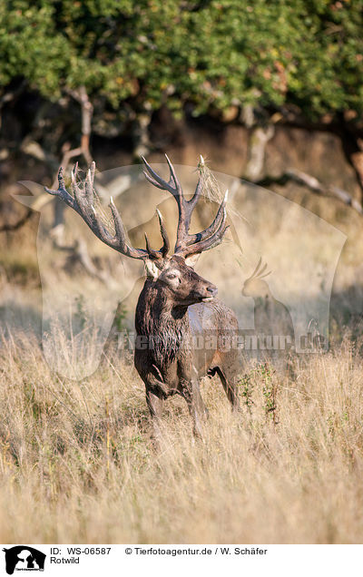 Rotwild / red deer / WS-06587