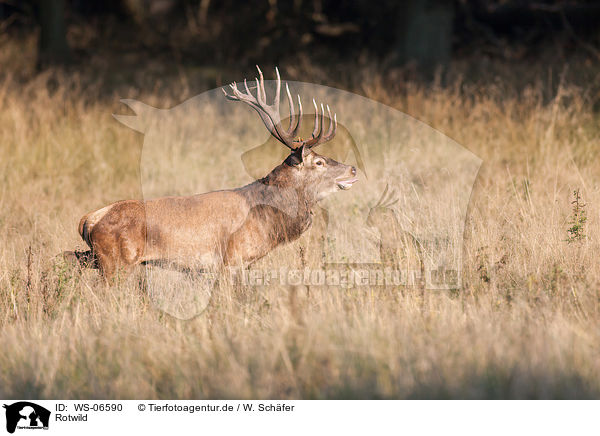 Rotwild / red deer / WS-06590