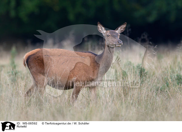 Rotwild / red deer / WS-06592
