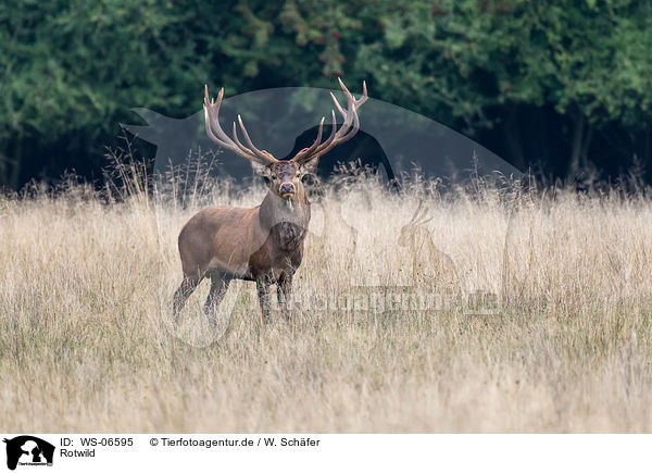 Rotwild / red deer / WS-06595