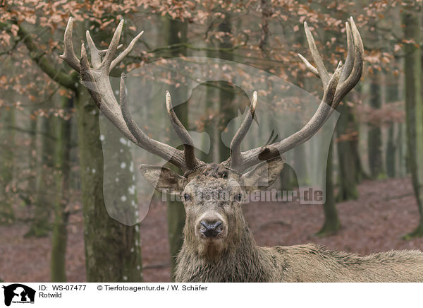 Rotwild / WS-07477