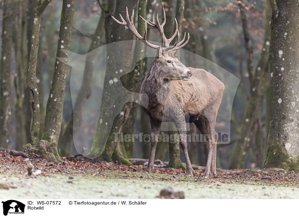 Rotwild / WS-07572