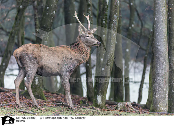 Rotwild / WS-07580