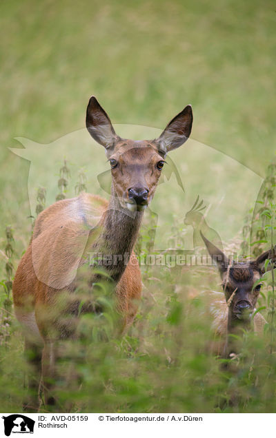 Rothirsch / red deer / AVD-05159