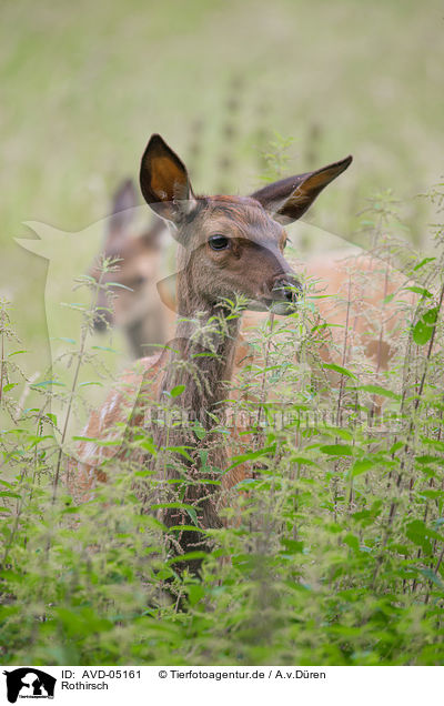 Rothirsch / red deer / AVD-05161