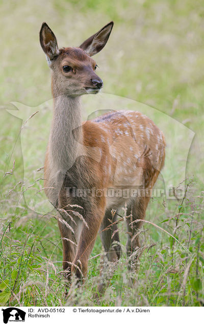 Rothirsch / red deer / AVD-05162