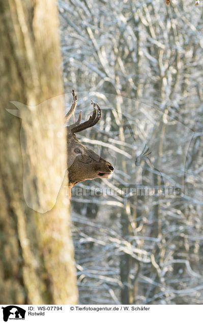 Rotwild / WS-07794