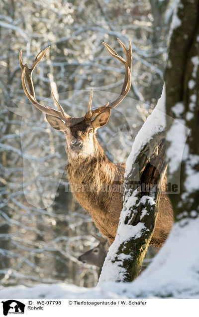 Rotwild / WS-07795