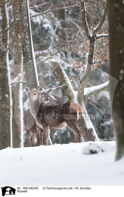 Rotwild / WS-08028