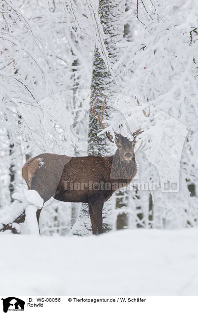 Rotwild / WS-08056