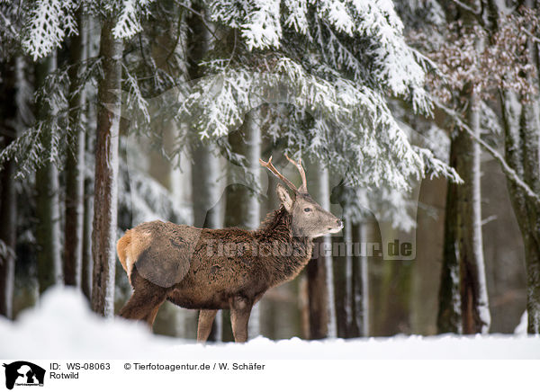 Rotwild / WS-08063