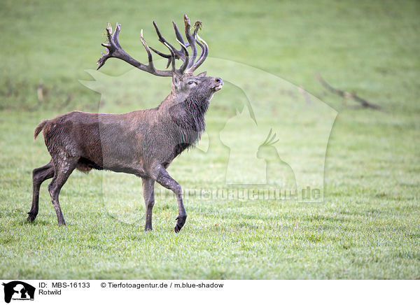 Rotwild / MBS-16133