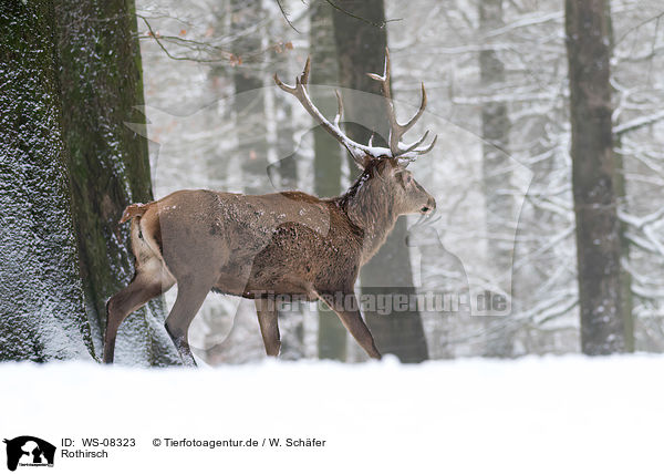 Rothirsch / red deer / WS-08323