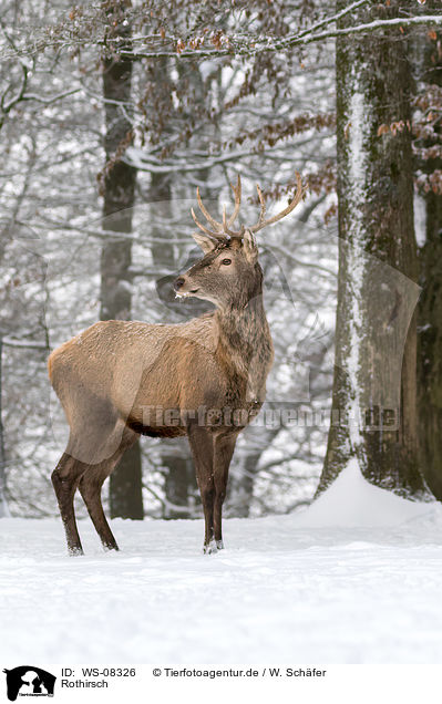 Rothirsch / red deer / WS-08326