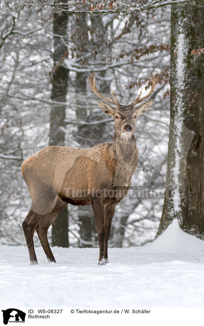 Rothirsch / WS-08327