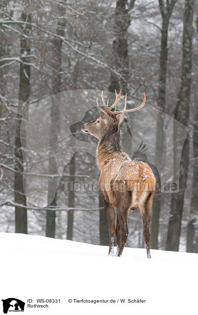 Rothirsch / red deer / WS-08331