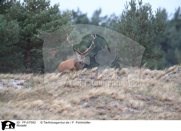 Rotwild / FF-07582