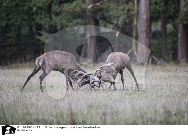 Rothirsche / MBS-17841