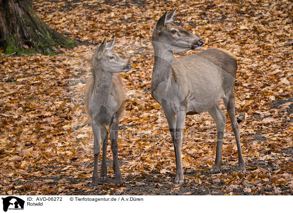 Rotwild / AVD-06272