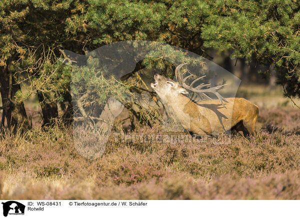 Rotwild / red deer / WS-08431