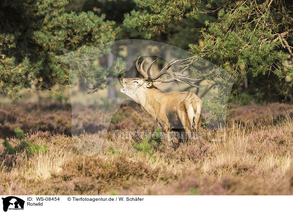 Rotwild / red deer / WS-08454