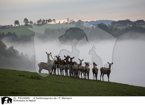 Rothirsche im Nebel / PW-04969