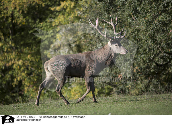 laufender Rothirsch / walking Red Deer / PW-04972