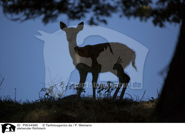 stehender Rothirsch / PW-04986