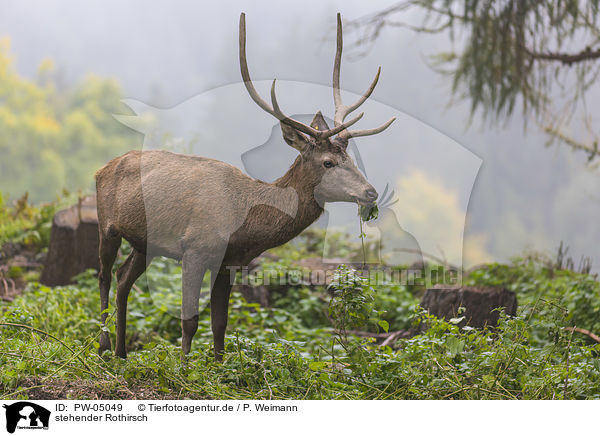 stehender Rothirsch / standing Red Deer / PW-05049