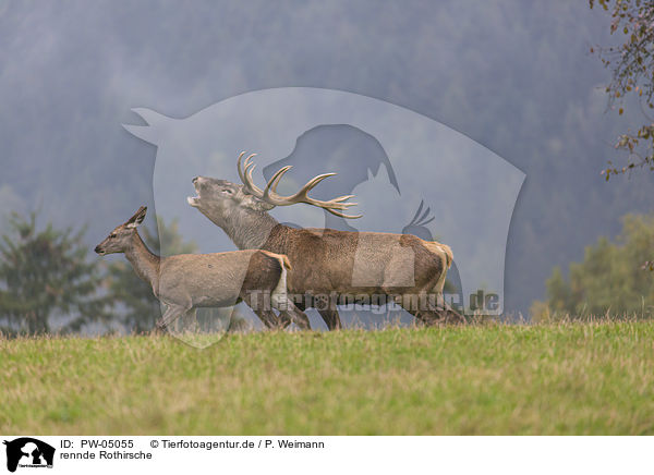 rennde Rothirsche / running Red Deer / PW-05055