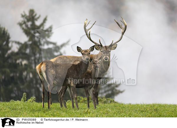 Rothirsche im Nebel / Red deer in the mist / PW-05089