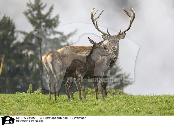Rothirsche im Nebel / Red deer in the mist / PW-05090