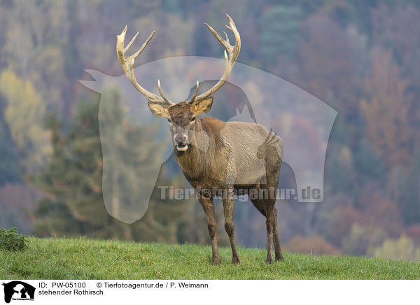 stehender Rothirsch / PW-05100