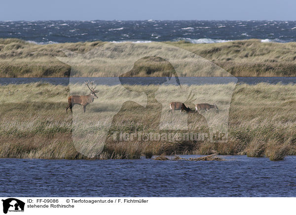 stehende Rothirsche / standing Red Deers / FF-09086