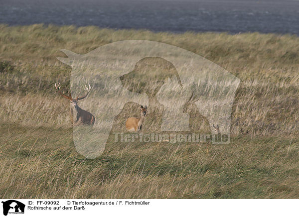Rothirsche auf dem Dar / Red Deer on the Dar / FF-09092