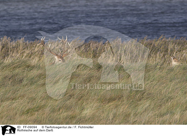 Rothirsche auf dem Dar / Red Deer on the Dar / FF-09094